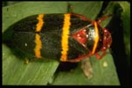 Spittlebugs